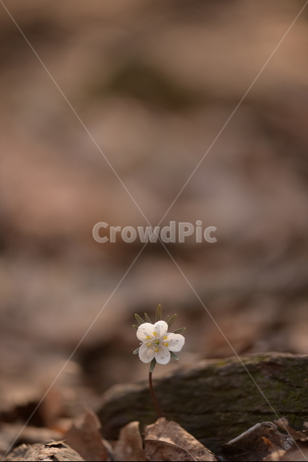 수리산,꽃,변산바람꽃,식물,flower,식물,자연,plants,nature,꽃,flower