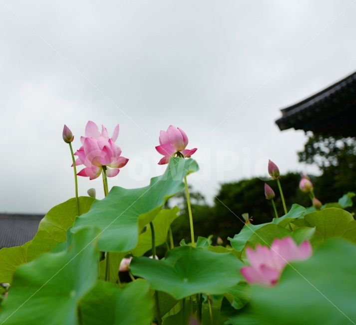 연꽃,꽃잎,연잎,꽃,식물,식물,자연,plants,nature,꽃,flower