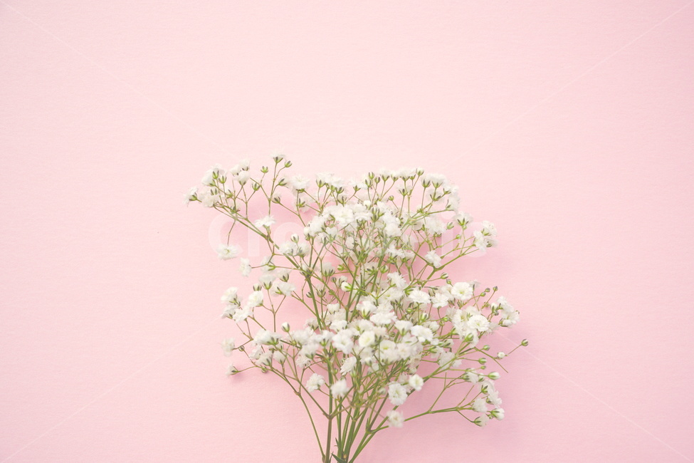 안개꽃,안개꽃사진,예쁜안개꽃,흰색안개꽃,흰안개꽃,식물,자연,plants,nature,꽃,flower