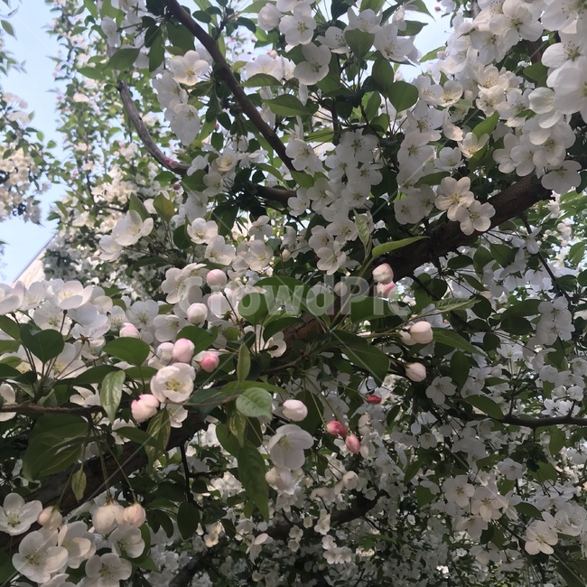 꽃,봄,사과꽃,자연,만개,감성,초록잎,분홍,식물,분위기,봄꽃,spring,flowers,nature,beautiful,season,봄날,화려한,우아한,계절,plants,예쁜,아름다운,연분홍색,초록색