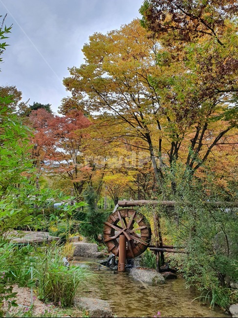 tree,나무,plant,식물,물래방아,가을,단풍,단풍나무,계절,자연,자연,풍경,nature,landscape
