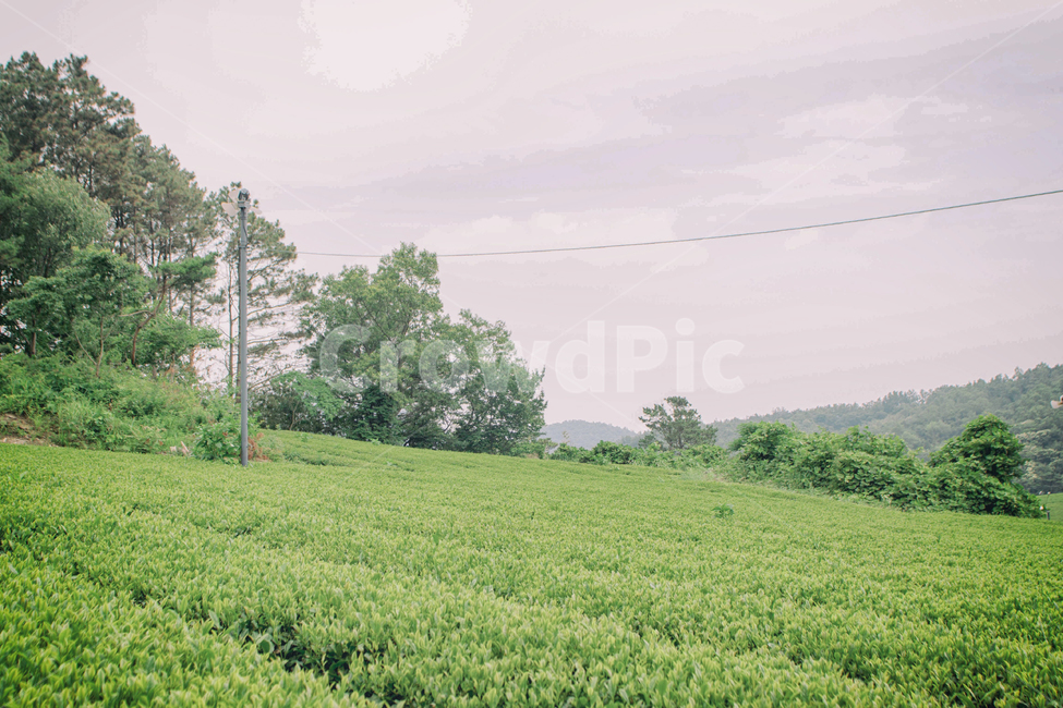 자연,풍경,녹차,차,녹차밭,여름,계절,식물,nature,landscape,green,greentea,tea,summer,seasons,palnt,자연,풍경,nature,landscape,outdoors,옥외,vegetation,초목,plant,grass,잔디