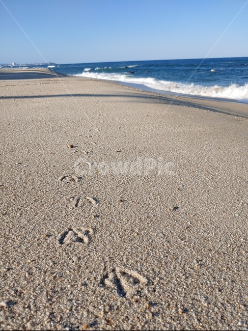 발자국,해변,해안,갈매기,동해,가을바다,해변,바다,beach,sea