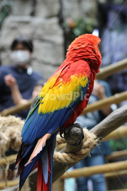 bird,새,animal,동물,macaw,parrot,앵무새,동물,animal,조류,새,birds