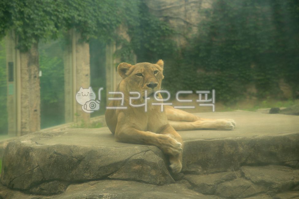 서울어린이대공원,어린이대공원,대공원,공원,동물원,포유류,사자,암사자,맹수