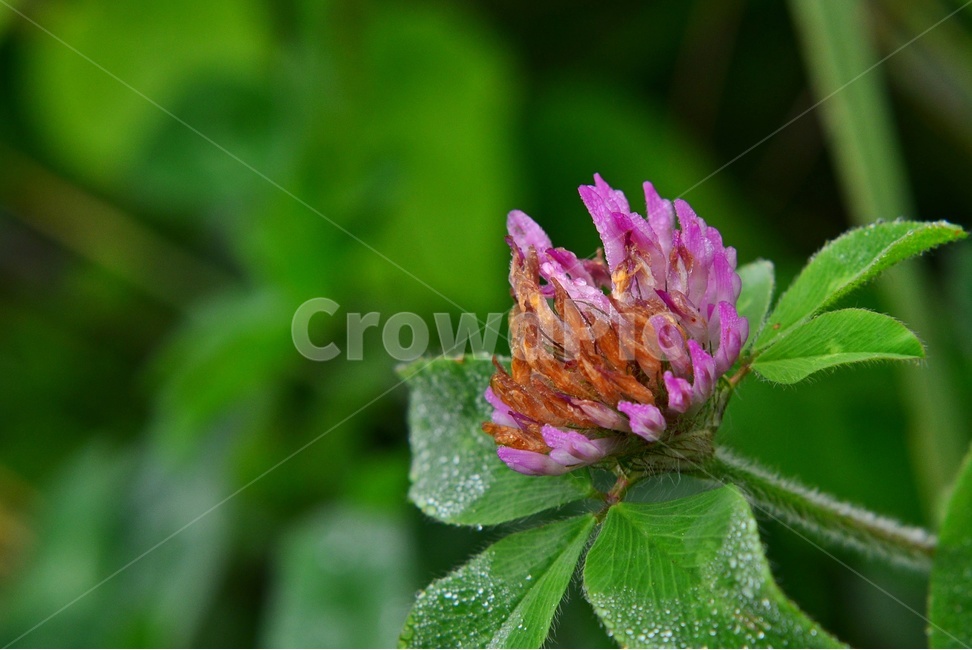 plant,식물,blossom,flower,꽃,엉겅퀴,엉겅퀴꽃,보라색,보라색꽃,식물,자연,plants,nature,꽃,flower
