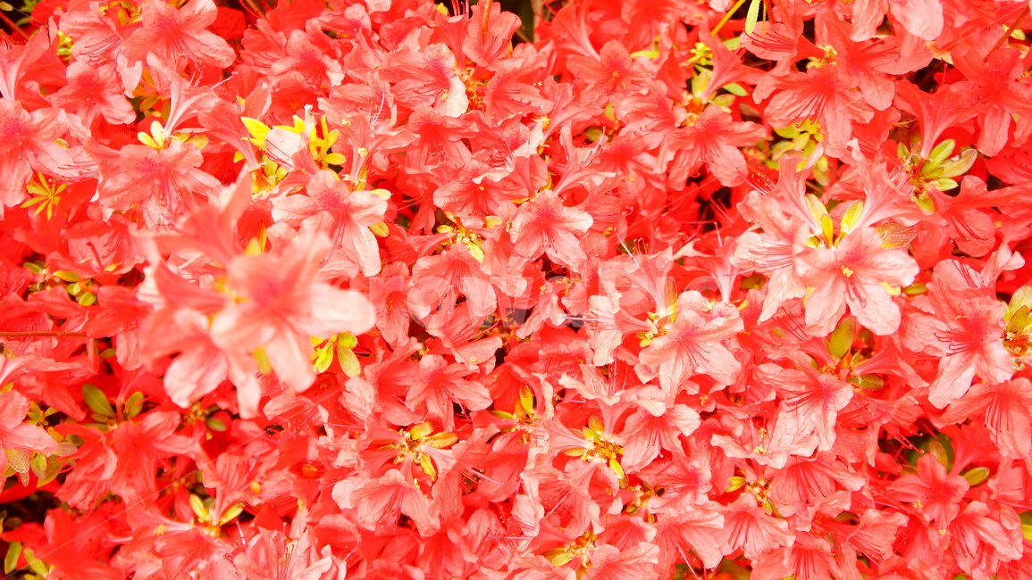 철쭉,봄꽃,붉은꽃,만발,화사한,붉은색감,식물,자연,plants,nature,꽃,flower