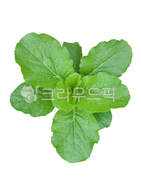 배추누끼,잎누끼,배추새싹누끼,상추,채소png,포토샵소스,채소디자인소스,그래픽소스,채소스티커,채소아이콘