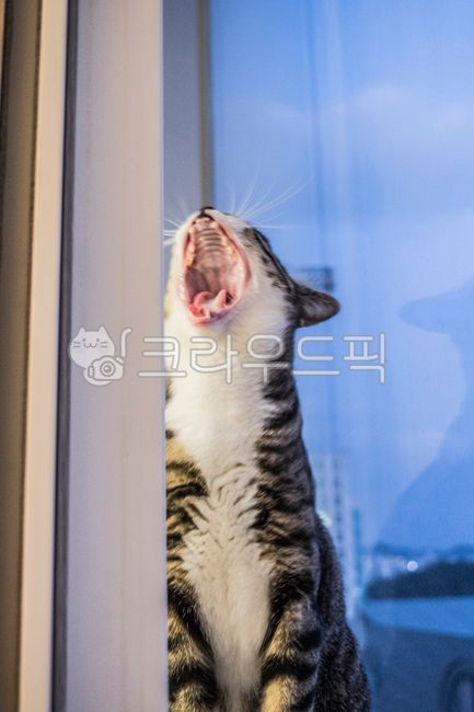 kitty,Pets,Korean Shorthair,kitten,cat,nose short,animal,mammalia,pet