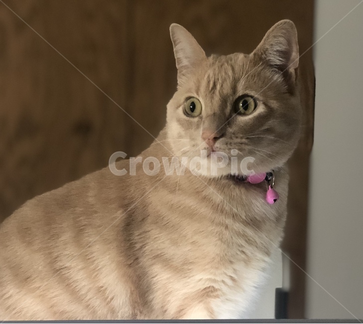 고양이,반려동물,반려묘,동물,호랑이,동물,animal,포유류,mammal,고양이,cat,kitten,kitty