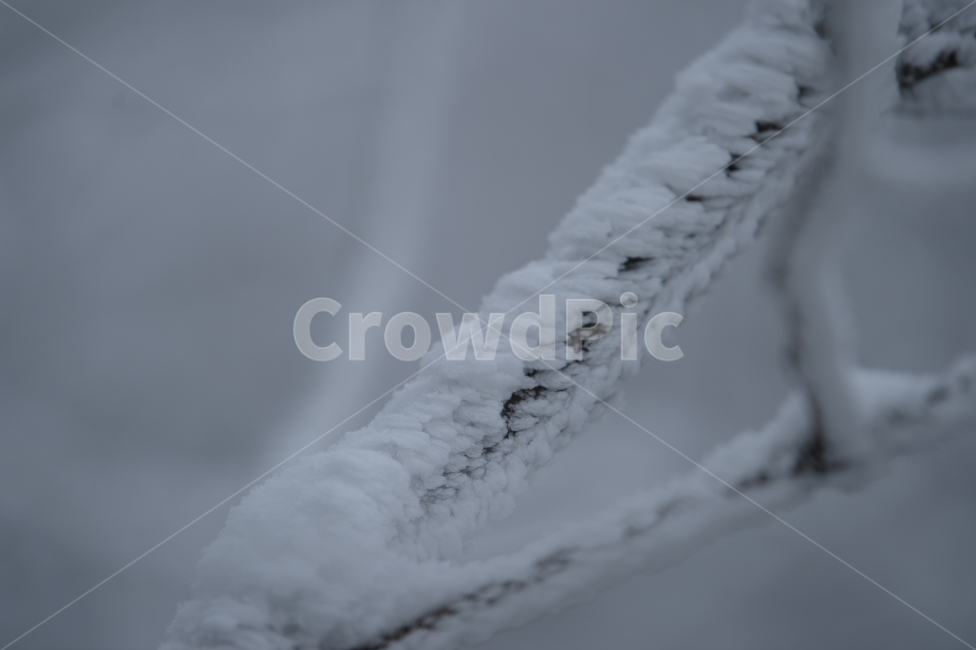 풍경,눈,눈꽃,자연,나무,겨울,겨울,계절,winter,season,식물,자연,plants,nature