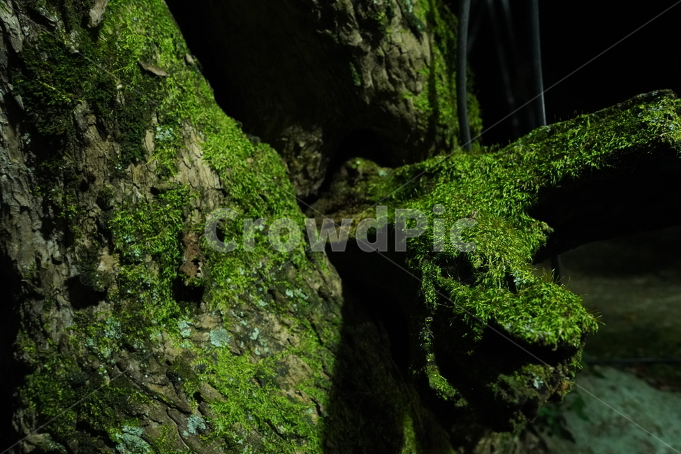 이끼,plant,moss,식물,산,식물,자연,plants,nature