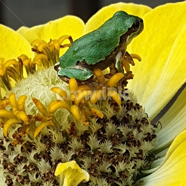 백일홍,꽃,노오란꽃,개구리,청개구리,귀여운,작은,동물,animal,파충류,양서류,reptile,amphibian