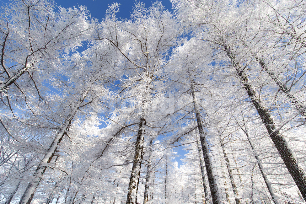 겨울,눈꽃,설경,강원도,눈,나무,폭설,화이트,블루,파란하늘,winter,snow,자연,plant,식물,tree,만항재,풍경배경,배경,겨울배경,겨울,계절,winter,season,자연,풍경,nature,landscape