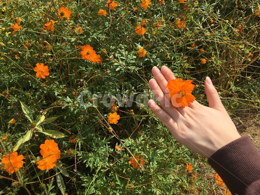 가을,주황색,코스모스,꽃,손,사람,감성,flower,식물