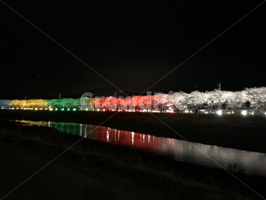 벚꽃,벚나무,나무,조명,야경,강,반사,빛,봄,밤,night,light,tree,cherryblossm,벚꽃길,식물,풍경,꽃,자연,풍경,nature,landscape,야경,밤,nightscape,night