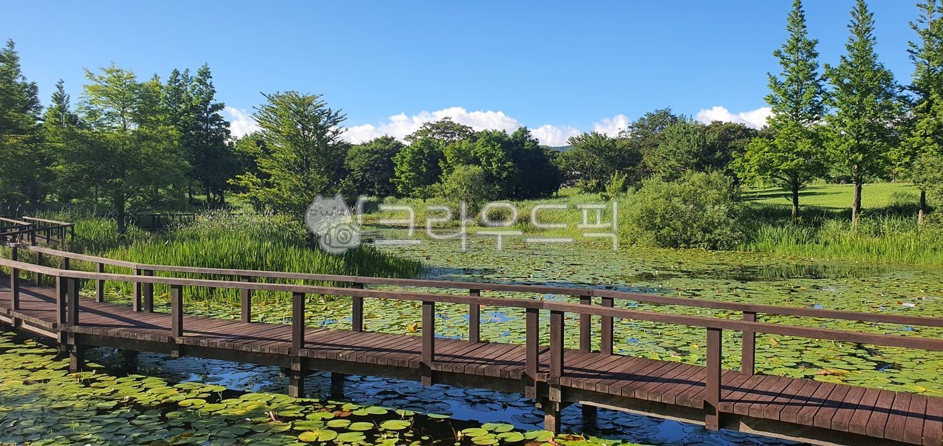 nature,자연,pond,연못,산책로,다리