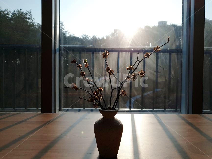 화병,산수유,일출,동향집,꽃병,실내용화초,화분,화초,house plant