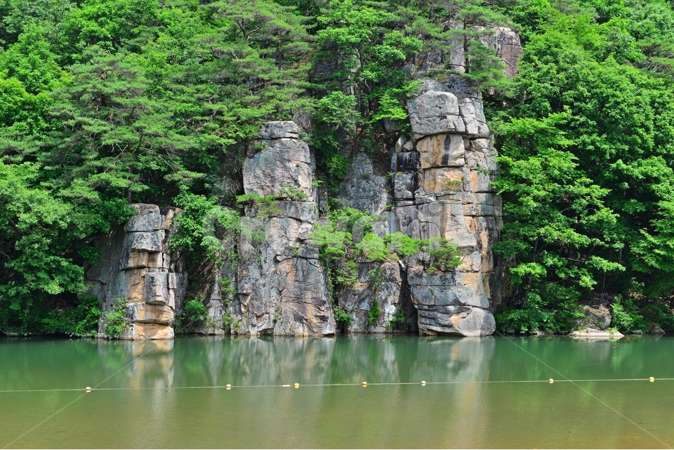 plant,식물,vegetation,초목,nature,자연,outdoors,옥외,충북,화양구곡,화양동계곡,계곡,기암괴석,water,물