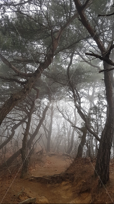 안개,산,등산,안개산,나무,등산로,소나무,비내린산,자연,풍경,nature,landscape,weather,날씨