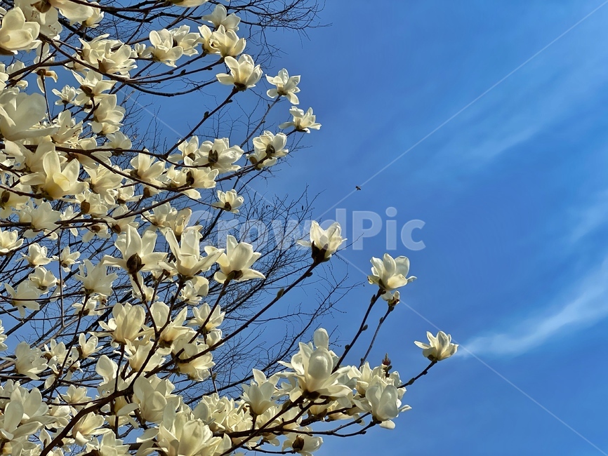 하늘,벌,꽃,plant,식물,blossom,flower