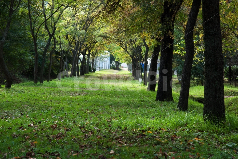 경북산림환경연구원,나무,터널,가을,단풍,단풍터널,숲,자연,식물,경주,자연,풍경,nature,landscape,식물,plants,나무,trees,wood,grass,잔디,plant,tree,tree trunk,나무 줄기