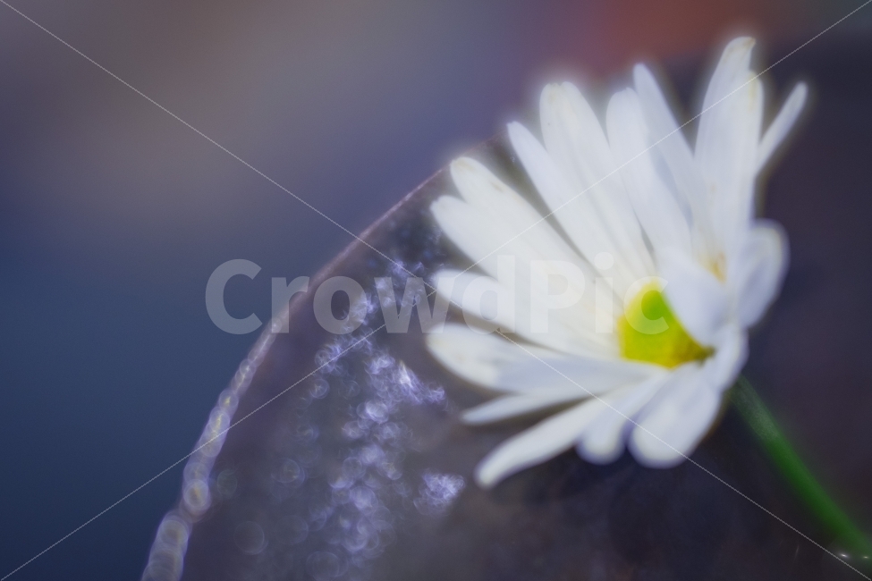 꽃,flower,snap,스냅,자연,풍경,식물,자연,plants,nature,꽃,flower,감성,sensible,feeling