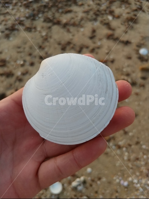 조개,해변,clam,기념,seashell