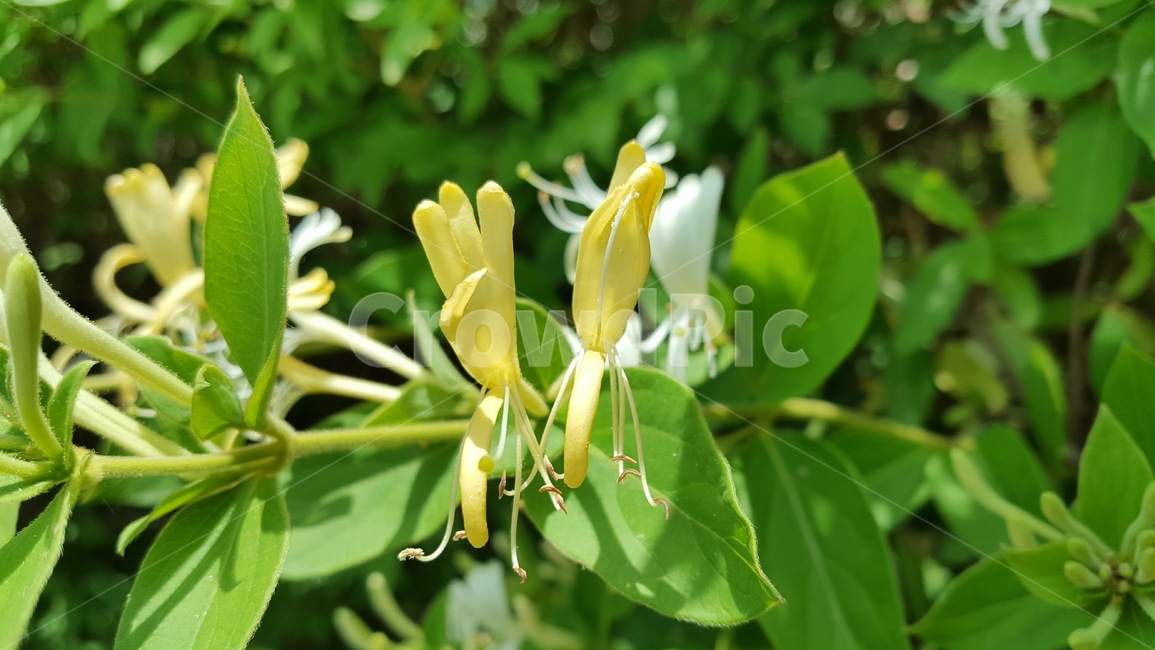 노란꽃,꽃,flower,yellow,노란색