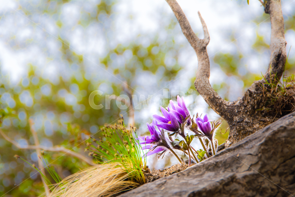 봄,꽃,동강할미꽃,동강,강,식물,자연,할미꽃,바위,식물,자연,plants,nature,꽃,flower