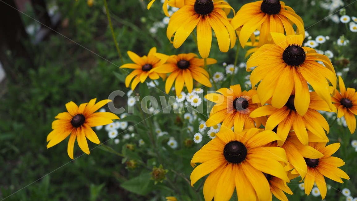 야생화,꽃,노란색,wildflower,flowers,yellow