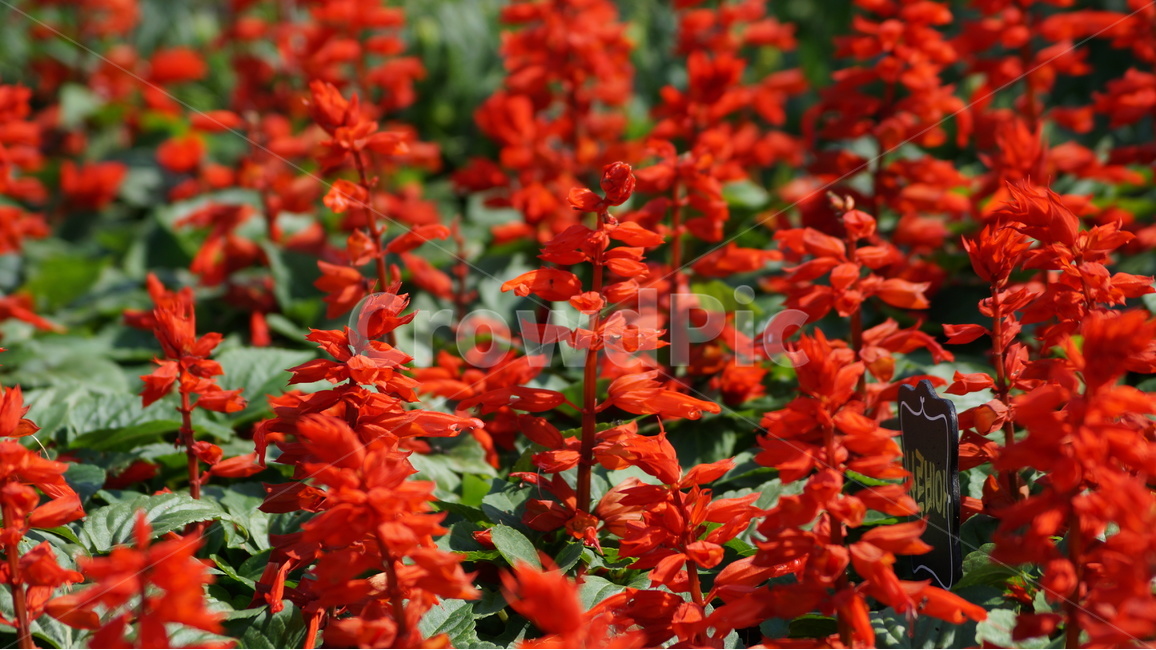 꽃,꽃사진,가을,가을꽃,식물,야생화,봄,계절,spring,season,식물,자연,plants,nature,꽃,flower,plant,acanthaceae,잔잔과,blossom,leaf,잎