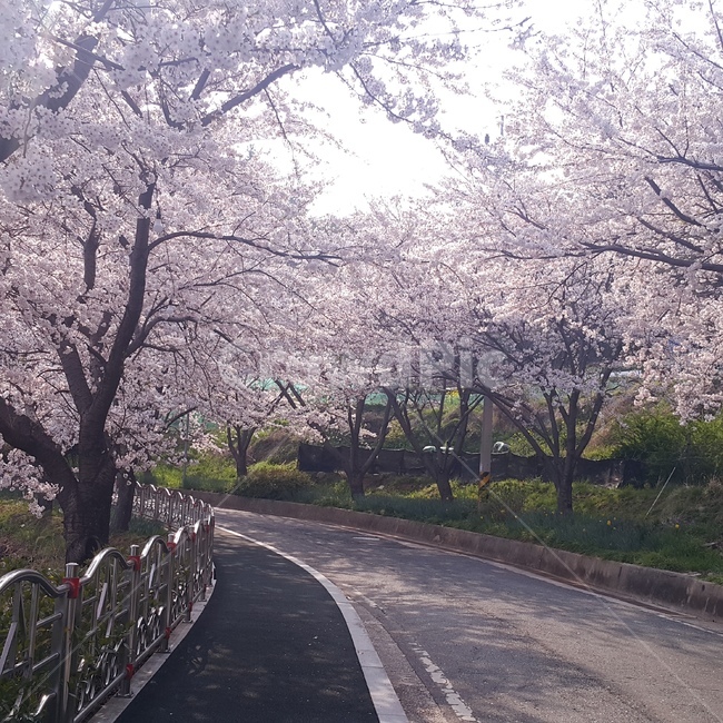 봄,벚꽃,거제벚꽃,자연,flower,사쿠라,따스함,봄,계절,spring,season,자연,풍경,nature,landscape,plant,식물,asphalt,아스팔트