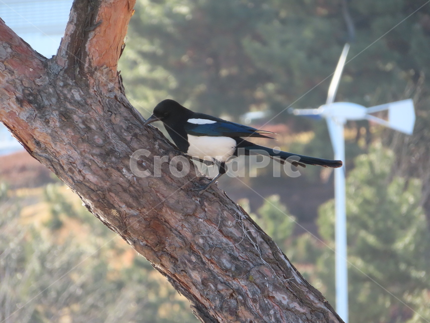 나무,식물,까치,조류,새,나뭇가지,클로즈업,새들,tree,plant,magpie,birds,bird,branches,closeup,동물,animal,조류,새,birds