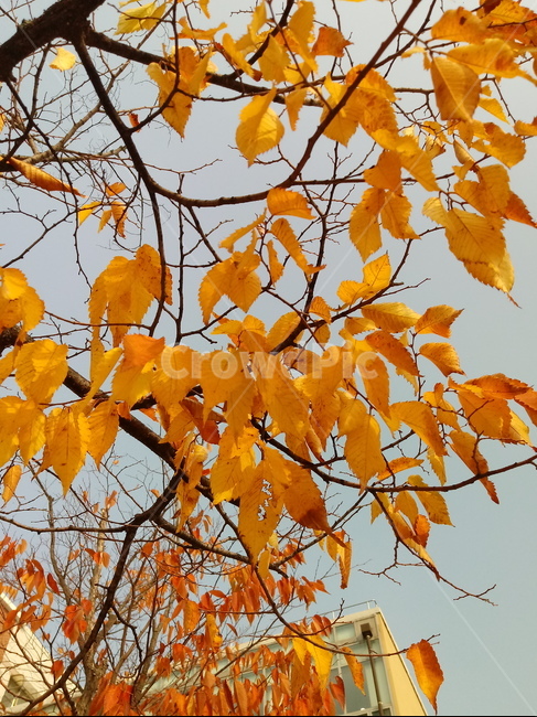 가을,단풍,낙엽,maple,plant,식물,단풍나무,단풍잎,leaf,잎,tree,나무,계절,fallautumnseason,가을단풍,자연,풍경,경치,가을,계절,fall,autumn,season,식물,자연,plants,nature,나무,trees,wood