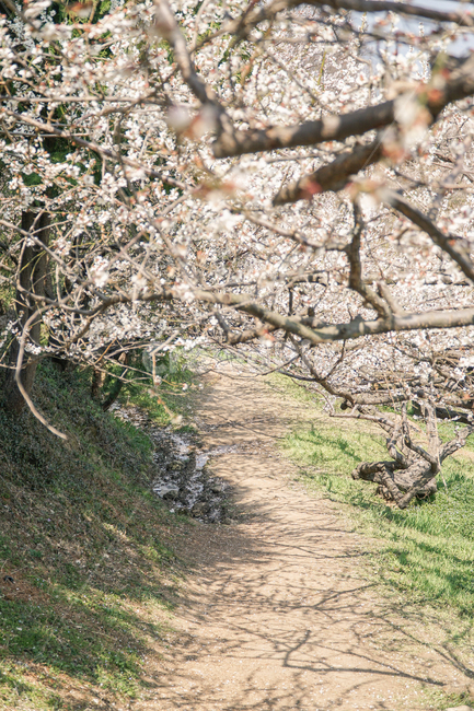 nature,자연,매화,봄,spring,flowers,광양,plant,식물,길