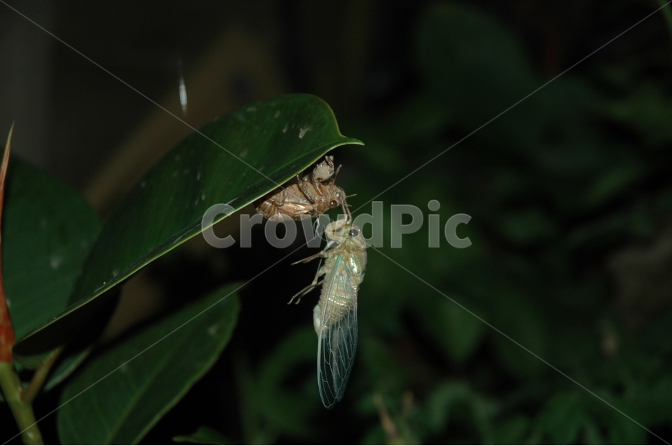 매미,매미탄생,매미탈피,cicada,자연,신비,동물,animal,곤충,벌레,insect,bug