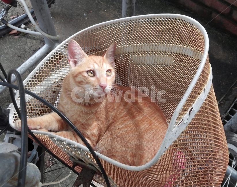 animal,동물,mammal,포유류,cat,고양이,pet,치즈냥이,동물,animal,포유류,mammal,고양이,cat,kitten,kitty