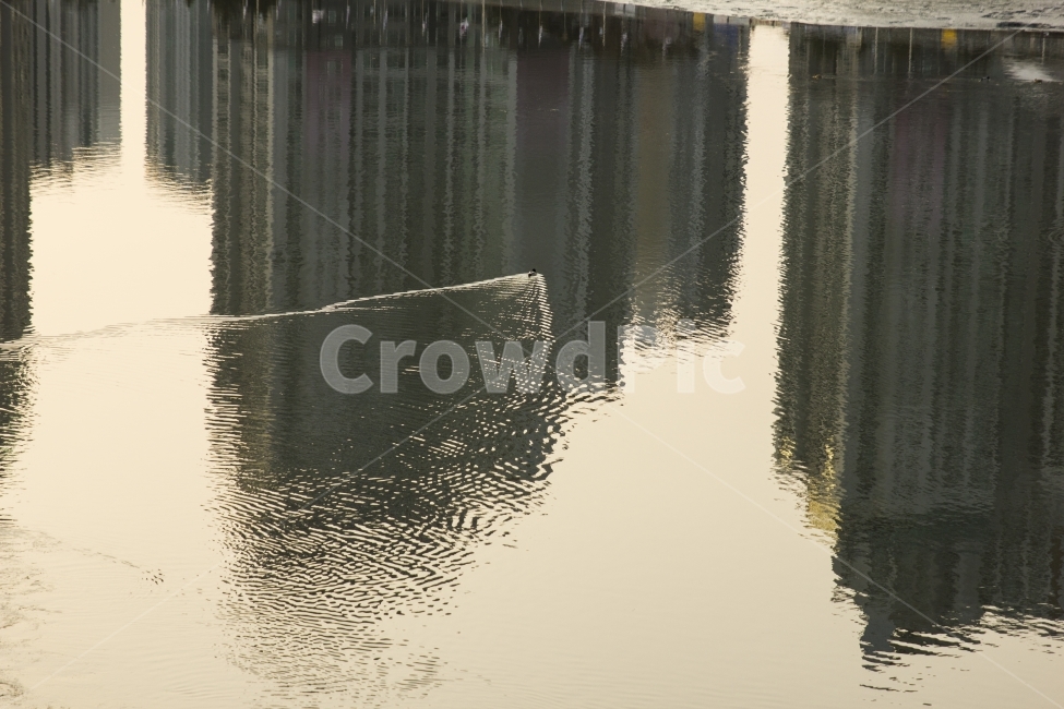 landscape photography,windless,ocean,shadow,reflection,duck,careful,Seagull,quiet,peaceful