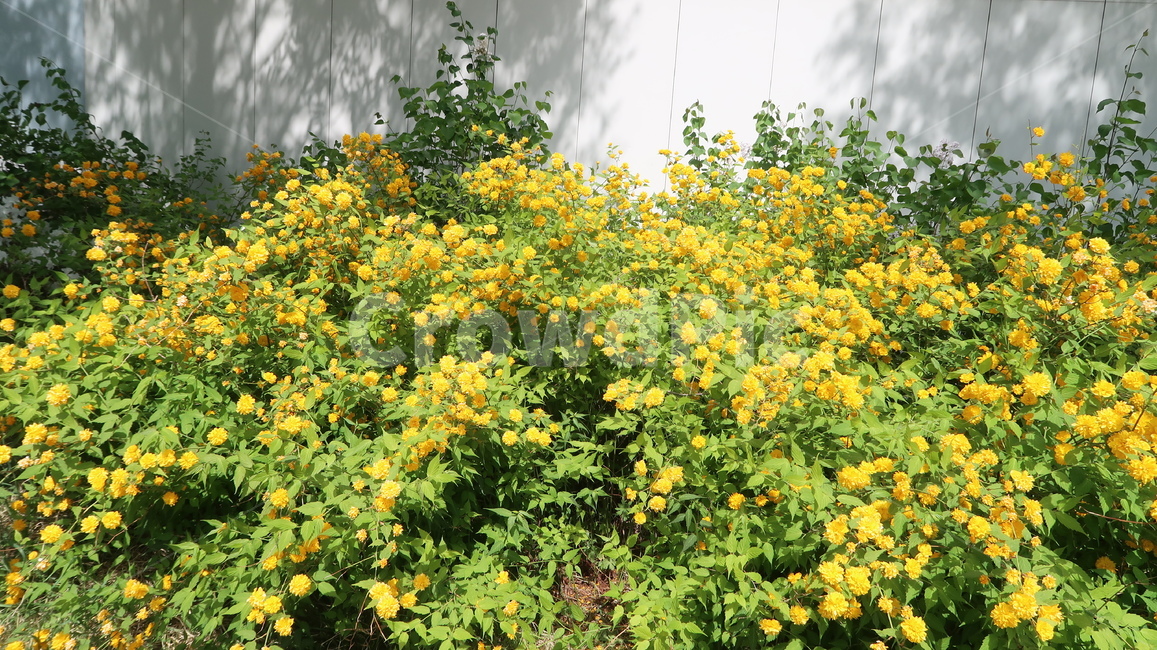 유채꽃,노란꽃,제주도,제주,꽃,제주도꽃,봄꽃,field,들,plant,식물,outdoors,옥외,flower,jeju,jejuisland,yellow,yellowflower,nature,자연,화분,pottedplant
