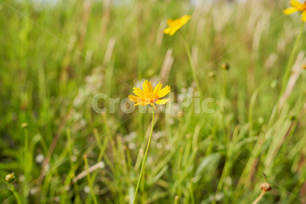 꽃,노랑,식물,flower,yellow,들꽃,야생화,식물,자연,plants,nature,꽃,flower