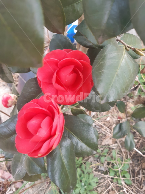 flower,꽃,식물,plant,동백,빨강,빨강색,빨강꽃,봄꽃