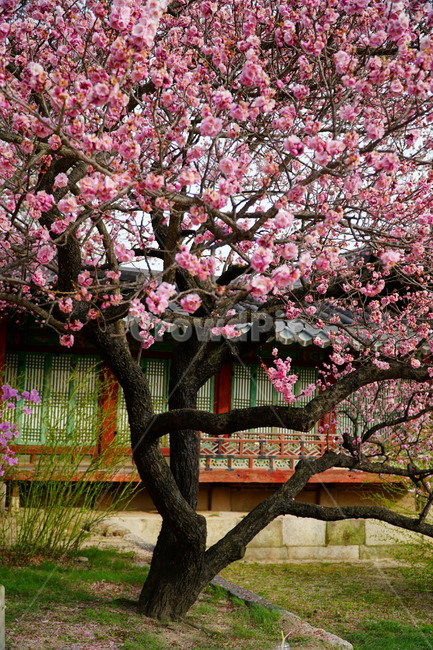 창덕궁,한국,korea,대한민국,서울,seoul,고궁,궁전,궁궐,조선,조선시대,조선왕조,왕궁,한옥,한국적인,한국문화,문화,한국전통,전통,문화재,전통문화,지붕,처마,담청,풍경,landscape,자연,nature,봄,봄꽃,spring,4월,april,기와,왕실,palace,changdeokgung,한국자연,한국풍경,나무,tree,벚꽃,매실나무,하늘,sky,역사,히스토리,history,봄,계절,spring,season,한국전통,한국문화,korean traditional,korean culture,식물,자연,plants,nature,꽃,flower,건축물,건물외관,exterior,building,structure,architecture,construction,plant