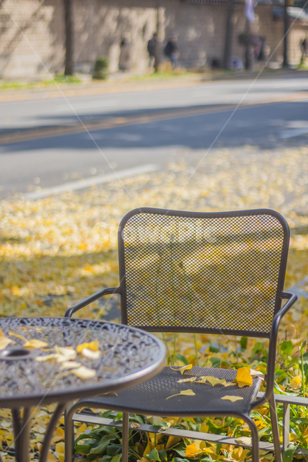 은행잎,가을,autumn,fall,의자,yellow,chair,road,가을,계절,fall,autumn,season,감성,sensible,feeling,furniture,가구