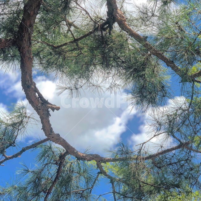 하늘,여름,나무,구름,초록,소나무,맑음,자연,풍경,nature,landscape,tree,plant,식물,tree trunk,나무 줄기