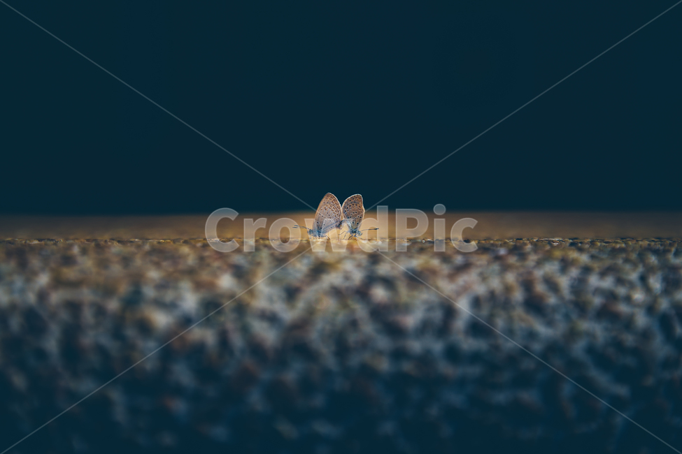 나방,나비,사랑,곤충,교배,하트,곤충,벌레,insect,bug