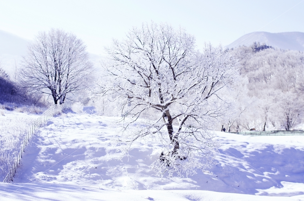 강원도,겨울,상고대,눈꽃,대관령,눈,자연,풍경,nature,landscape,겨울,계절,winter,season,outdoors,옥외,snow,storm,폭풍,blizzard,눈보라
