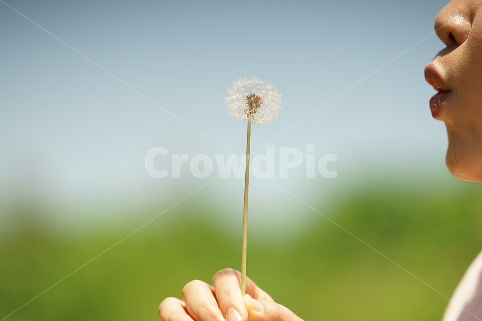 민들레씨,씨앗,감성사진,순간포착,씨,인물,식물,생명,접사,감성,감성샷,식물,자연,plants,nature,사람,인물,인간,human,person,신체일부,몸,body