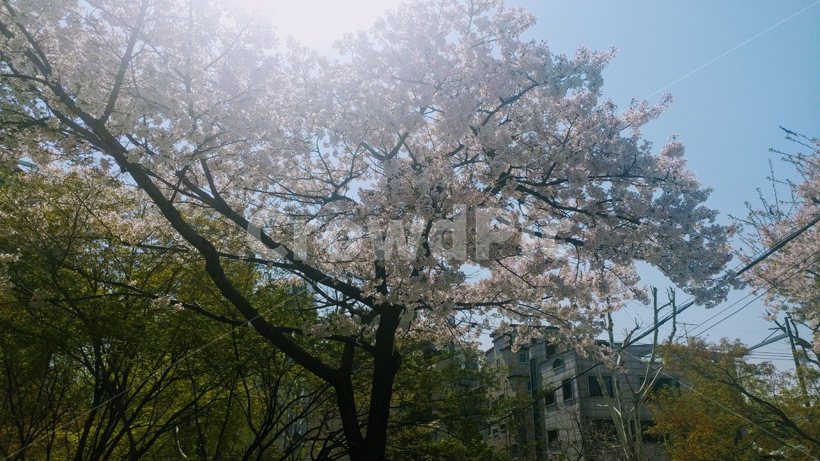 plant,식물,벚꽃,봄,spring