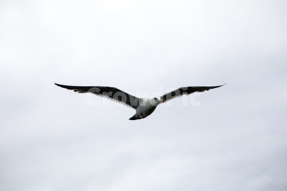 갈매기,바다새,날다,조류,새,비행,동물,animal,조류,새,birds
